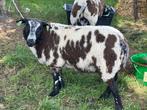 3 lammeren 1 ooi, Dieren en Toebehoren, Schapen, Geiten en Varkens, Meerdere dieren, Schaap