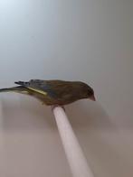 6-0 Europese groenling, Dieren en Toebehoren, Vogels | Overige Vogels, Mannelijk, Wildzangvogel, Geringd