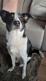 Kruising Bordercollie, Dieren en Toebehoren, 6 jaar of ouder, Particulier, Reu, Buitenland