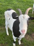Hollandse geiten, Dieren en Toebehoren, Schapen, Geiten en Varkens, Vrouwelijk, Geit, 0 tot 2 jaar