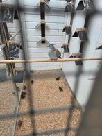 Guinea duiven, Meerdere dieren, Overige soorten