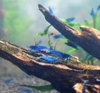 Blue Dream Garnalen | Aquarium, Dieren en Toebehoren, Vissen | Aquariumvissen, Kreeft, Krab of Garnaal, Zoetwatervis