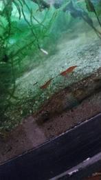 Vuurgarnalen, Dieren en Toebehoren, Kreeft, Krab of Garnaal