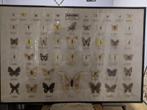 Vlinders in plastic poster, met fotolijst., Ophalen, Zo goed als nieuw, Insect, Overige typen