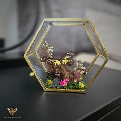 Vlinder in sieradendoosje, Huis en Inrichting, Woonaccessoires | Stolpen, Nieuw, Ophalen of Verzenden
