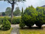 Mooie bomen uit achtertuin te koop – los of als set!, Ophalen, Struik