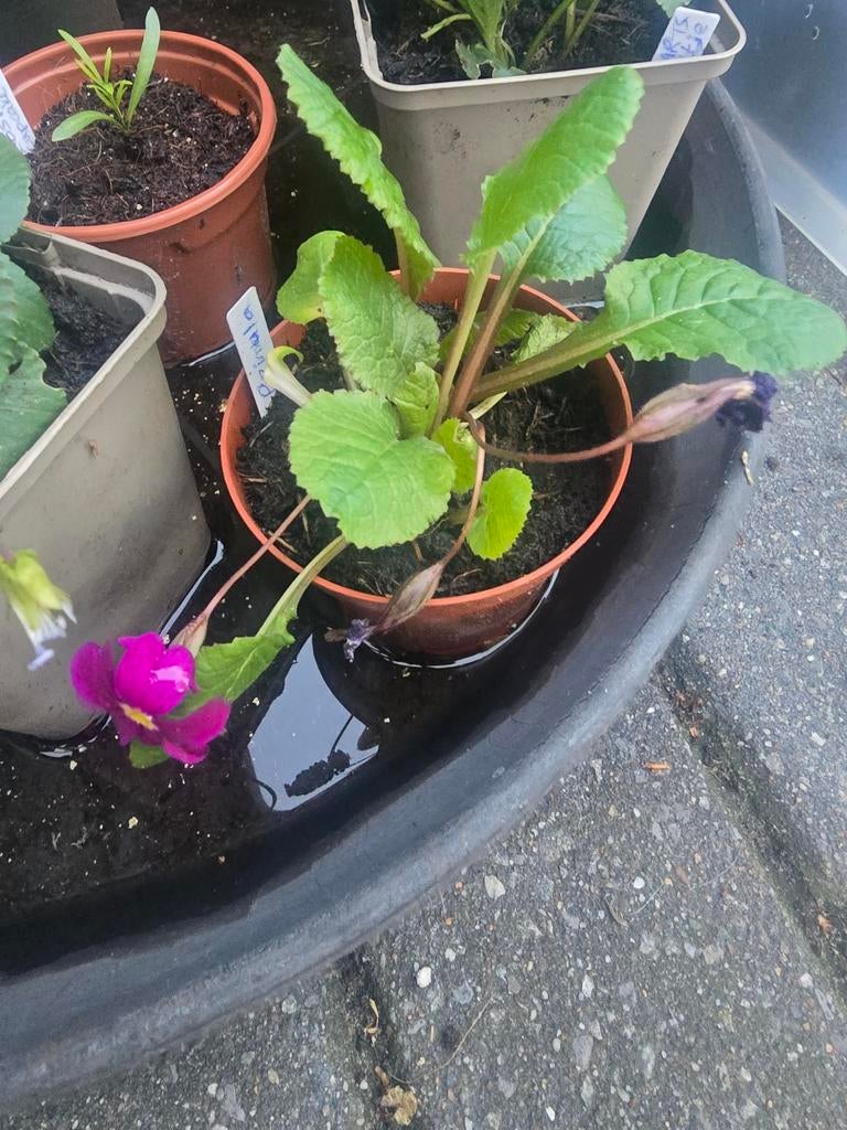 Primula vaste tuinplant, Ophalen, Overige soorten, Halfschaduw
