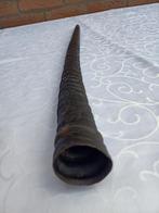 Oryx hoorn. Shofar oryx .. 59 cm lengte, Ophalen of Verzenden