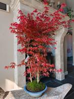 Acer Japanse Esdoorn Deshojo bossage 60cm, Ophalen, Bloeit niet, Halfschaduw, Overige soorten