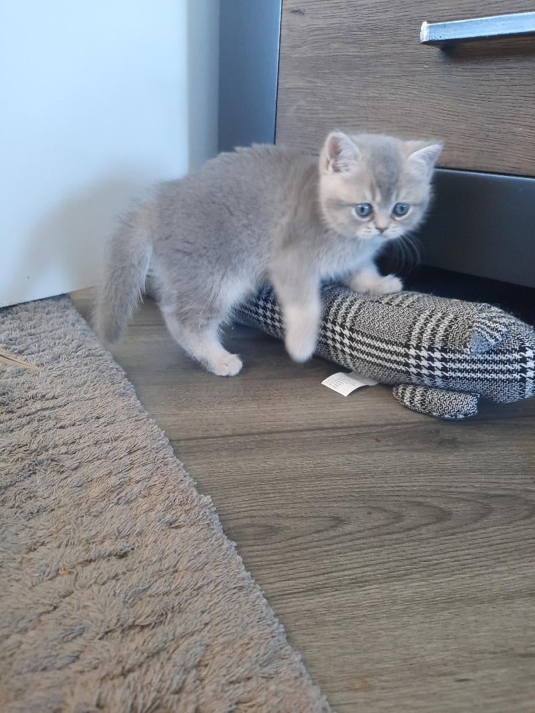 Britse korthaar kittens (poesje beschikbaar), Meerdere dieren, Ontwormd, 0 tot 2 jaar
