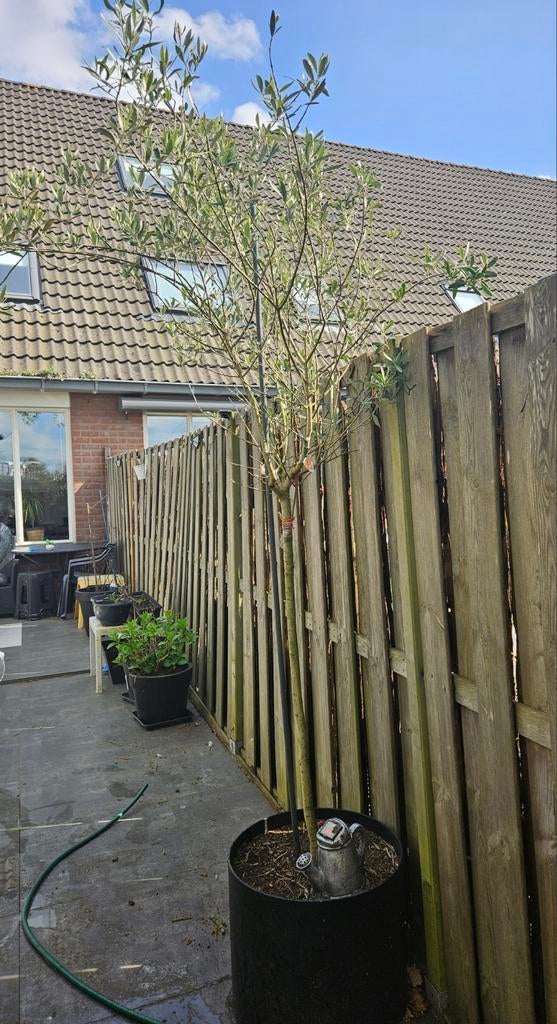 Olijfboom in pot - Mediterrane sfeer voor uw tuin, Ophalen of Verzenden