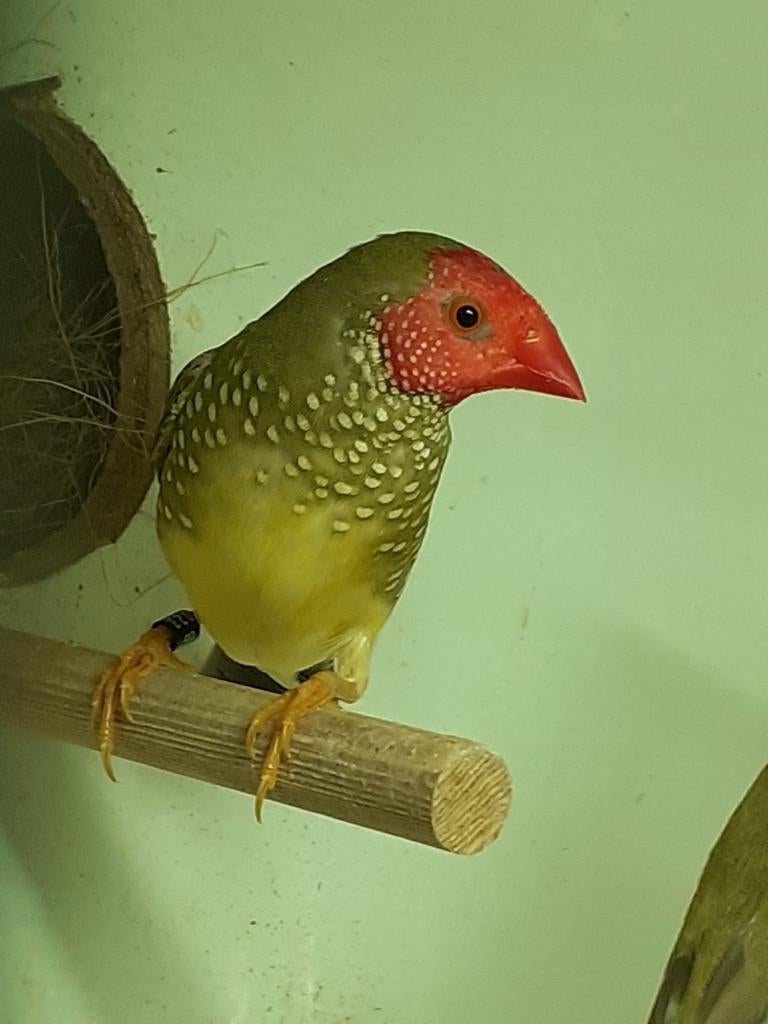 Binzen astrilde man, Dieren en Toebehoren, Vogels | Overige Vogels, Mannelijk, Geringd