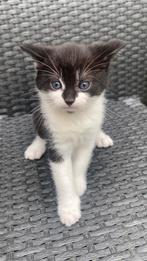 Kittens, Ophalen, Nieuw