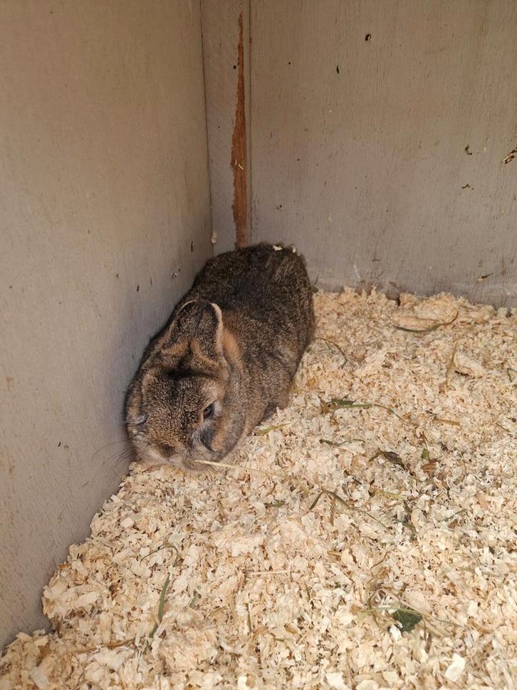 Koppeltje kleurdwerg grijs, Dieren en Toebehoren, Konijnen, Dwerg, Meerdere dieren, 0 tot 2 jaar