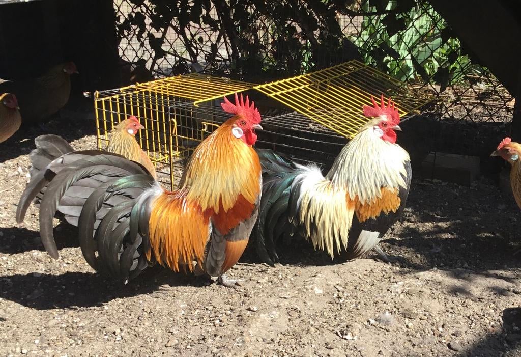 Broedeieren blauwpatrijs hollandse krielen uit prima TT lijn, Dieren en Toebehoren, Pluimvee, Geslacht onbekend, Kip