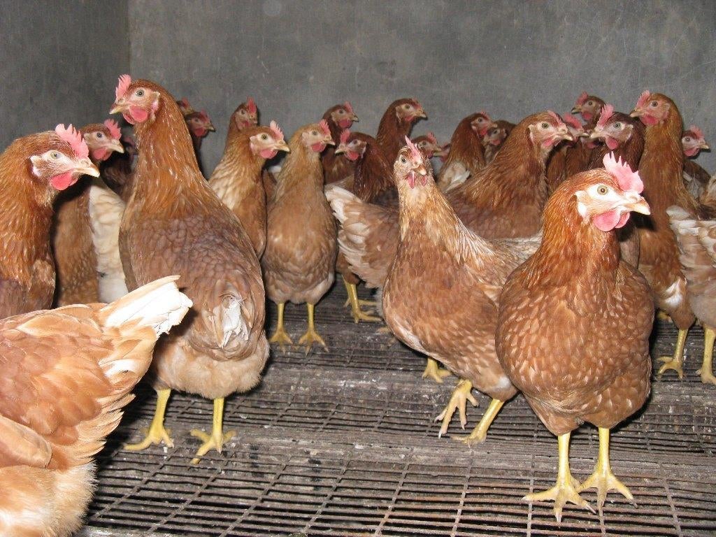 pluimvee, Dieren en Toebehoren, Pluimvee, Vrouwelijk, Kip