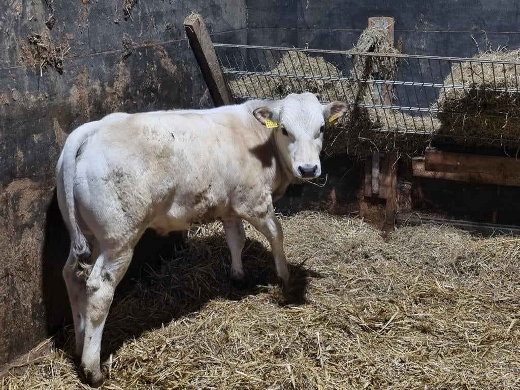 Mooie pimontese stier te koop., Dieren en Toebehoren, Mannelijk