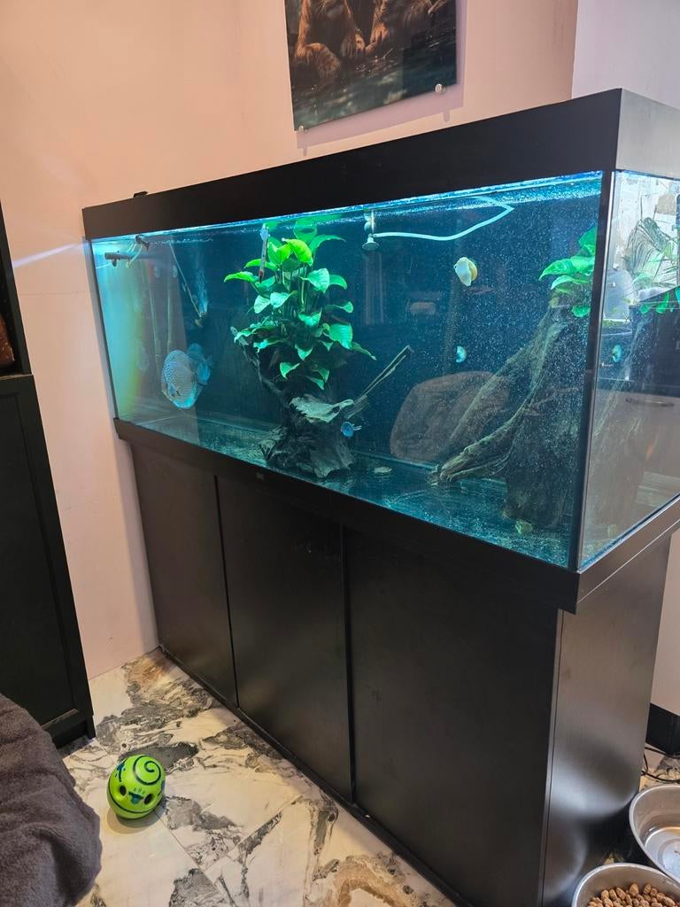 Juwel 450, Dieren en Toebehoren, Vissen | Aquaria en Toebehoren, Zo goed als nieuw, Gevuld zoetwateraquarium, App-bediening, Inclusief deksel