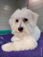 Lieve max, Dieren en Toebehoren, Poedel, Reu, 1 tot 2 jaar, Eén hond