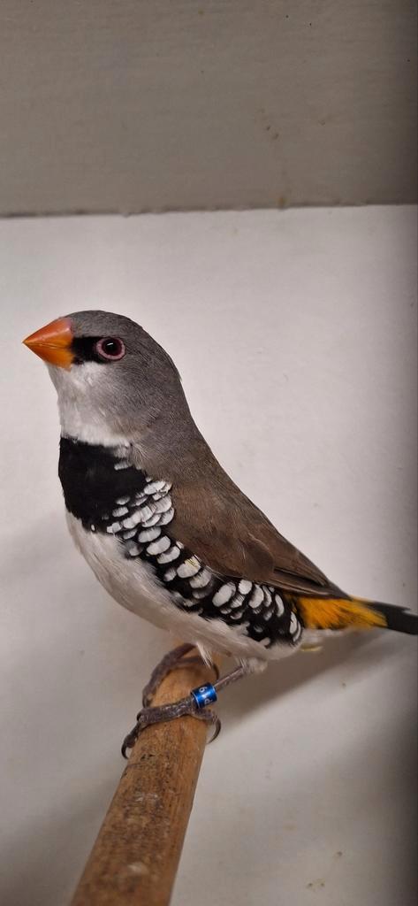 Tk mooie tropen onverwant en zitten koud de meeste uit 2025, Dieren en Toebehoren, Vogels | Overige Vogels, Tropenvogel, Meerdere dieren