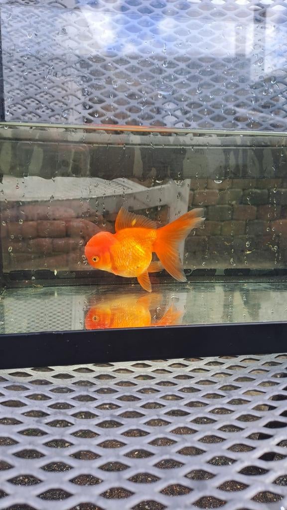 Oranda goudvis, Dieren en Toebehoren, Goudvis(sen)