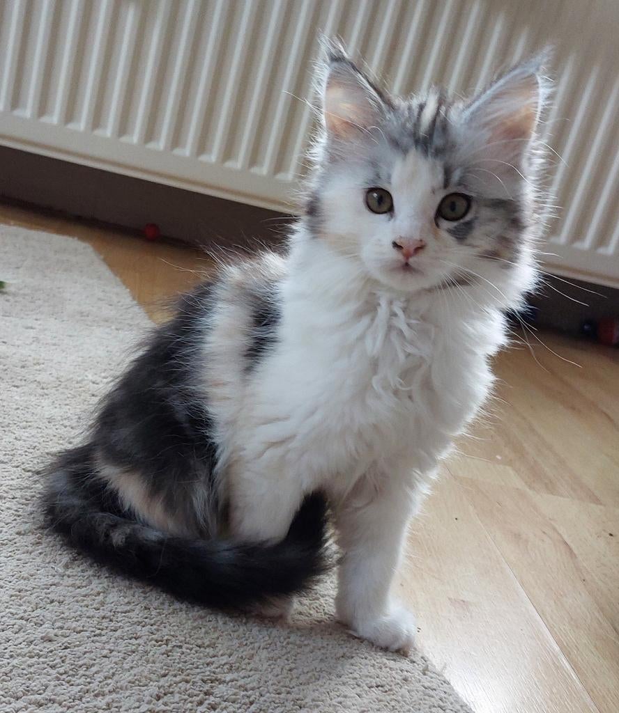 maine coon kittens, 3 poesjes, 2 katertjes, Meerdere dieren, Gechipt, 0 tot 2 jaar