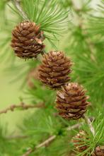 **ACTIE** Larix decidua, Europese Lork, Volle zon, Lente, Minder dan 100 cm, Overige soorten