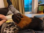 Cavia zwartje 1 jaar oud zoekt nieuwe baasjes, Dieren en Toebehoren, Knaagdieren, Februari, Mannelijk, Cavia