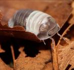 Cubaris sp. Panda king, Dieren en Toebehoren, Overige soorten