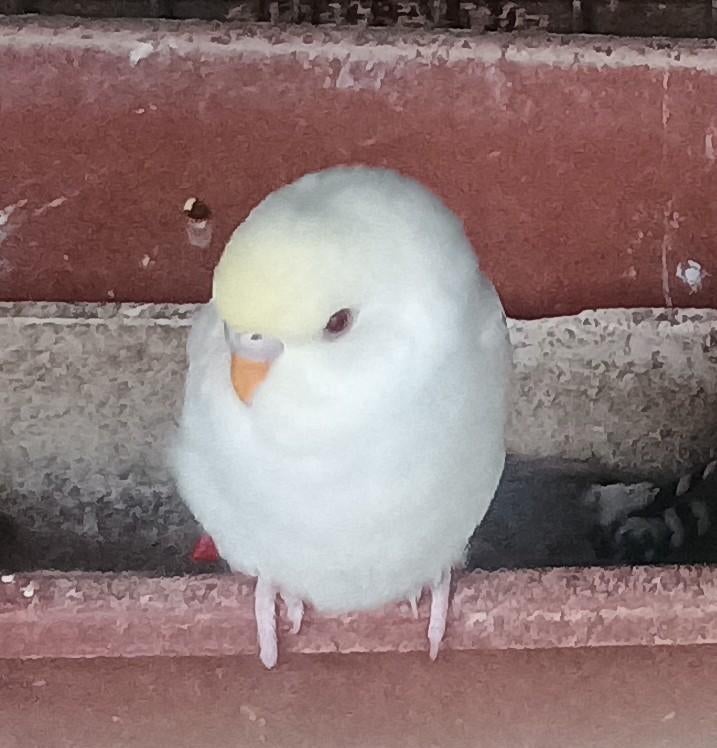 Grasparkieten, Meerdere dieren, Parkiet, Geringd
