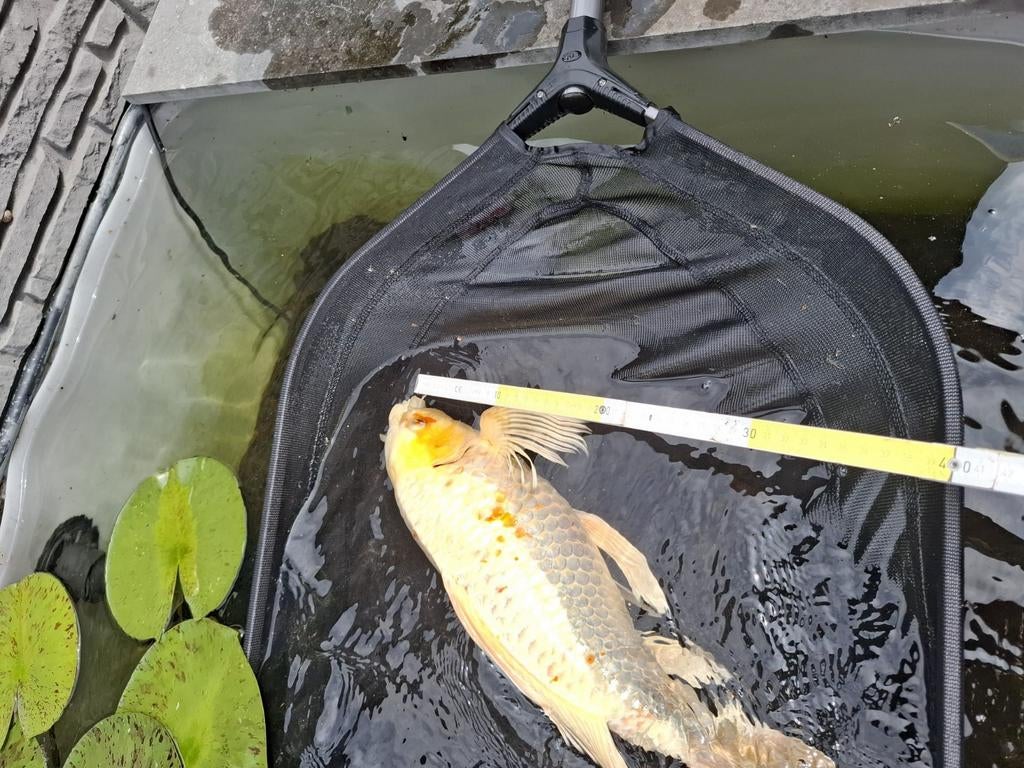 Koi +- 40 cm, Dieren en Toebehoren, Vissen | Vijvervissen, Karper of Koi