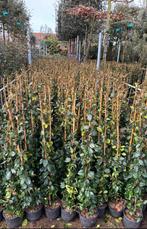 Toscaanse jasmijn 100/120 mooie groenblijvende planten, Ophalen of Verzenden, Klimplanten, Volle zon