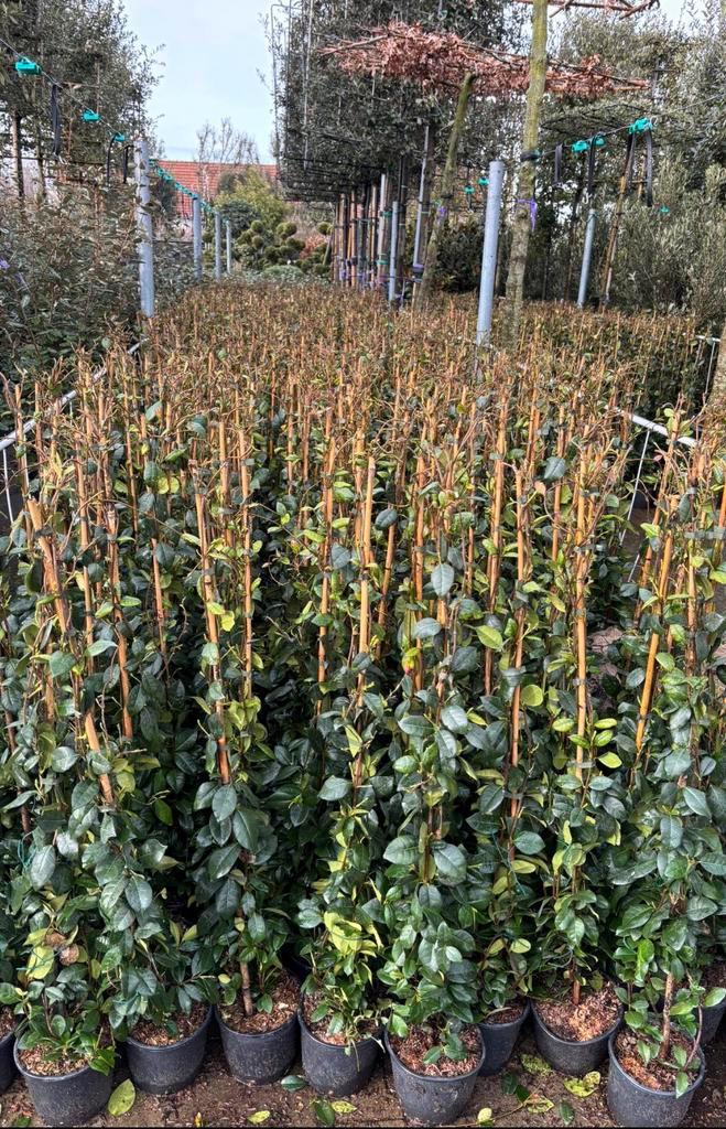 Toscaanse jasmijn 100/120 mooie groenblijvende planten, Tuin en Terras, Planten | Tuinplanten, Klimplanten, Volle zon, Ophalen of Verzenden