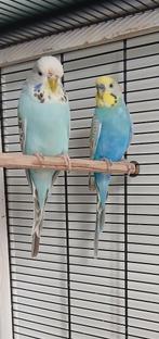 Grasparkieten., Meerdere dieren, Parkiet, Geringd