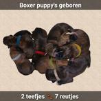 Schitterende Boxer pups geboren! 💙❤️💚🤍🩷💛💜🧡🩶, Dieren en Toebehoren, Honden | Chihuahua's en Gezelschapshonden, Parvo, Overige rassen