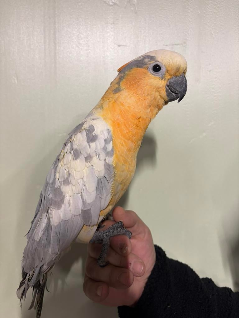 Supertamme hybride kaketoe, Dieren en Toebehoren, Mannelijk, Papegaai, Geringd