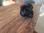 Cavia setje, Mannelijk, Tam, Maart, Cavia