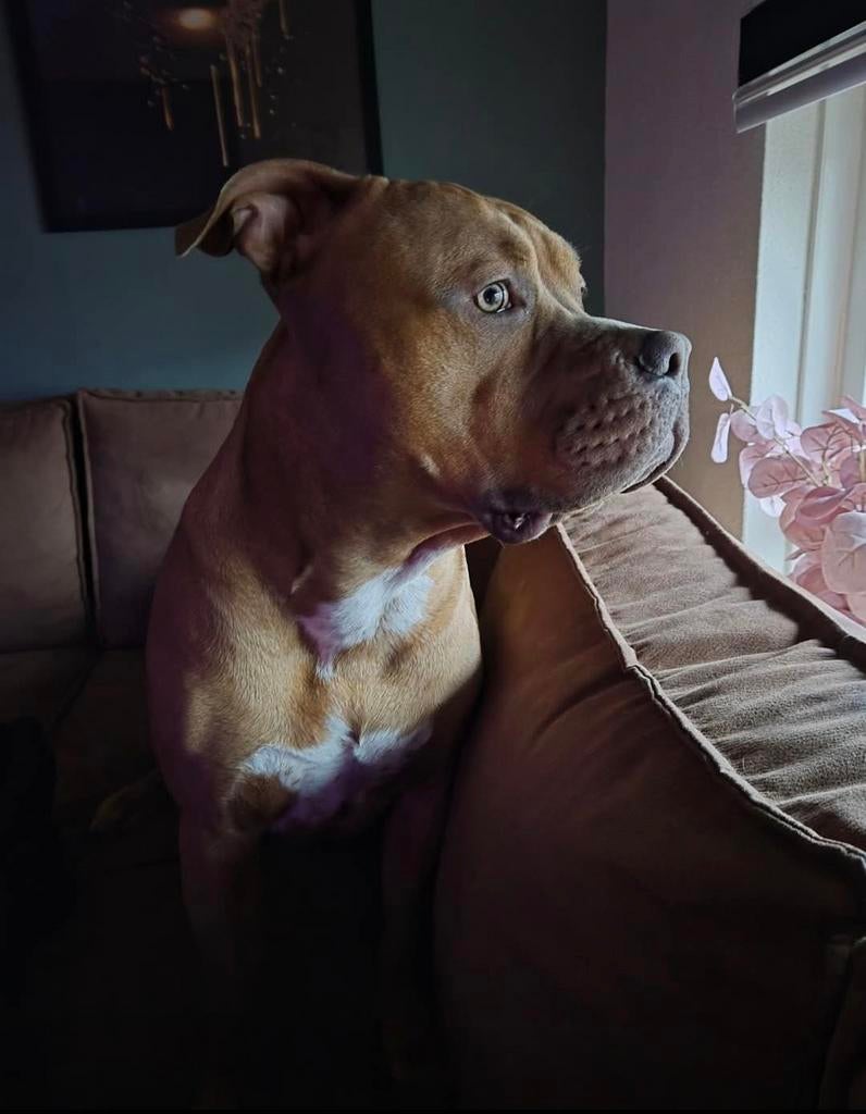 DEKREU 18 maandjes oud aangeboden ( niet ter adoptie), Reu, 1 tot 2 jaar, Eén hond, Nederland