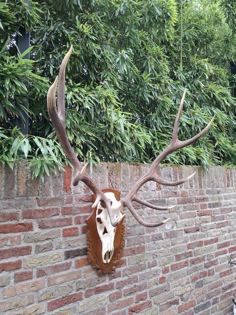 Schedel edelhert groot gewei jacht opgezette taxidermy hert, Ophalen, Hert, Schedel