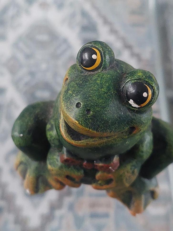 Kikkers Frog - unknown for sale from MT