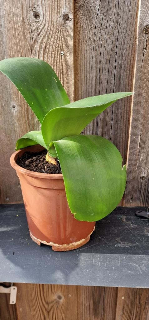 Poederkwast plant - Unieke kamerplant, Huis en Inrichting, Kamerplanten, Overige soorten, In pot, Minder dan 100 cm, Groene kamerplant