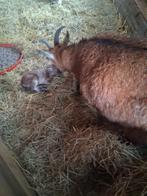 Schapen  scheren  en hoefbekappen⁸, Meerdere dieren, Schaap