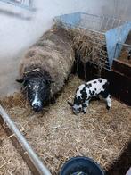Bont schaap met ramlam, Dieren en Toebehoren, Schapen, Geiten en Varkens, Meerdere dieren, Schaap