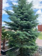 ABIES CONCALOR Zilverspar, Tuin en Terras, Ophalen, Halfschaduw, Overige soorten, 400 cm of meer