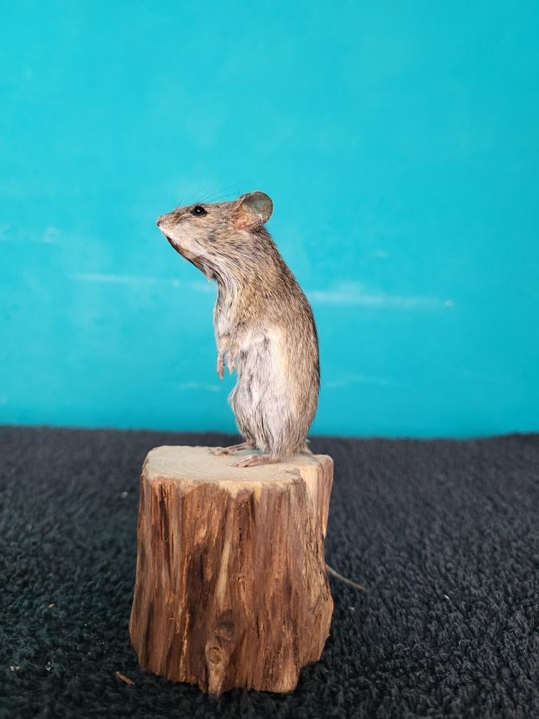 Een prachtige opgezette muisje nr 6!, Verzamelen, Dierenverzamelingen, Ophalen of Verzenden, Nieuw, Overige soorten, Opgezet dier