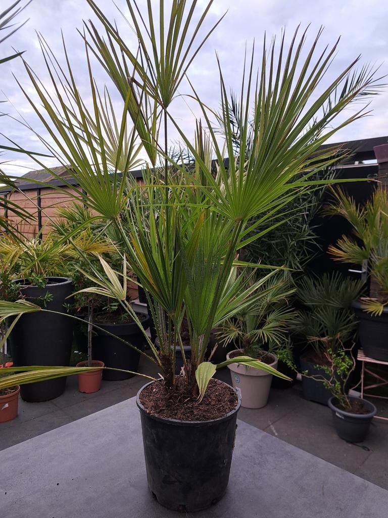 Chamaerops humilis dubbele stam, Ophalen, Overige soorten, Volle zon