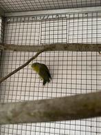 Forpus papegaai (vogel), Mannelijk, Parkiet