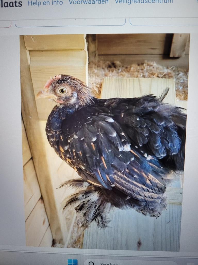 Gratis Cochin kriel hanen, Dieren en Toebehoren, Mannelijk, Kip