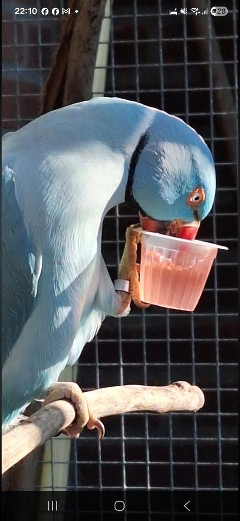 Halsband parkiet gezocht, Mannelijk, Parkiet
