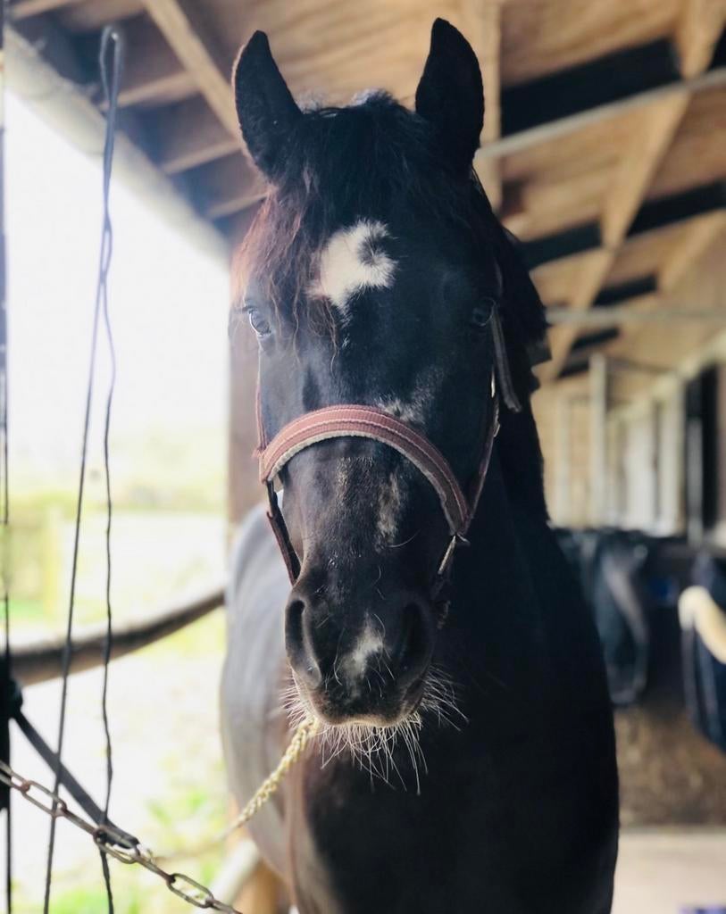 Prachtige D pony met potentie, Dieren en Toebehoren, Pony's, Ruin, D pony (1.37m tot 1.48m), 3 tot 6 jaar